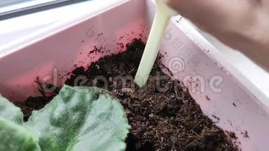 白色塑料刮刀被用力推入土壤，已完成松动。 窗台上的盆栽植物。 家乡花