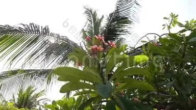 粉红色梅花枝在明亮的阳光下开花。 椰子树