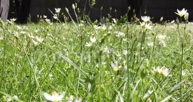 在微风中吹拂着高大的绿草，带着白色的野花4K镜头