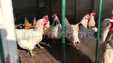 鸡舍里的鸡。 养殖和维护家禽，为自己的肉类和鸡蛋在农户的需要。 小农场，L