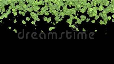 种植三叶草。 绿叶遮住了屏幕.. 种植草动画与阿尔法哑光