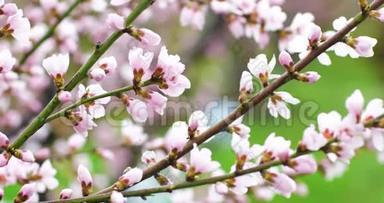 朵朵桃花树枝.. 春天的桃园。 4k.