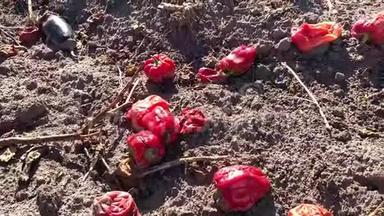 散落在地上的腐烂蔬菜。 腐烂的红椒辣椒辣椒躺在农田里。 收成不好，食物变质，供过于求