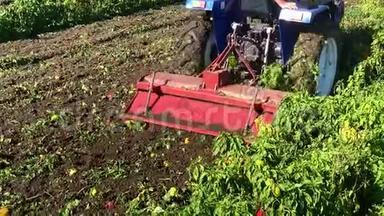 拖拉机在收获后将胡椒灌木丛加工成肥料。 <strong>农民耕田</strong>施肥. 辣椒种植