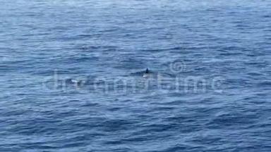 从船上<strong>观看</strong>，普通海豚吊舱在开放的水中鲸鱼<strong>观看</strong>旅游，南加州。 嬉戏跳跃