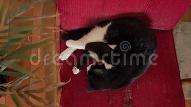 可爱的黑白猫睡在老式的红色扶<strong>手</strong>椅上。 女人的<strong>手</strong>抚摸一只猫。 <strong>关门</strong>