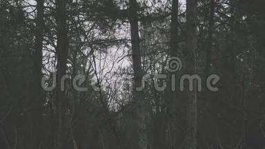 雾蒙蒙的冬山森林松树在乌云密布的日子，<strong>高姿态</strong>的远足，电影院的宁静
