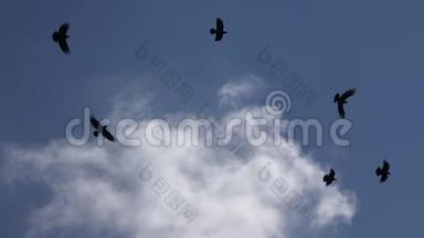 乌鸦在多云的天空中飞翔，乌鸦在飞翔，鸟儿在空中飞翔，夏天
