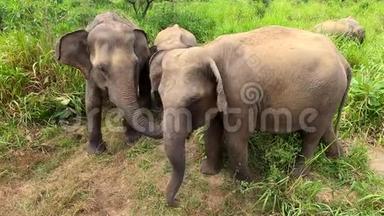 两只野生亚洲大<strong>象</strong>和<strong>小象</strong>。 斯里兰卡