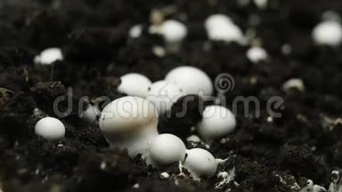 香槟榔蘑菇生长时间推移，新鲜的新蘑菇从地面发芽。