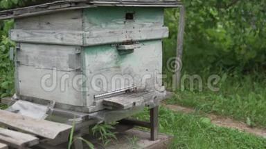 许多蜜蜂在蜂巢里飞翔。