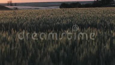 夏日夕阳下的绿色麦田
