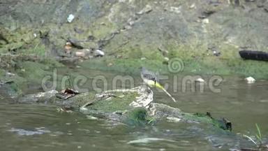 莫塔西拉黄雀在河水中沐浴，在小溪中，在高<strong>山</strong>中漫步