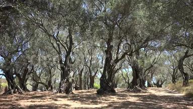 4橄榄果园，夏季希腊乡村景色树木，油农，收获