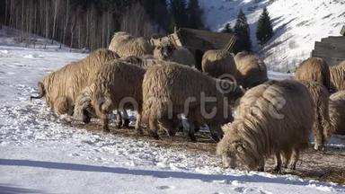 雪冬山4克牧羊，羊驼山，田园