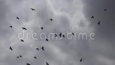 天空中飞翔的乌鸦，飞翔的乌鸦，夏天的鸟