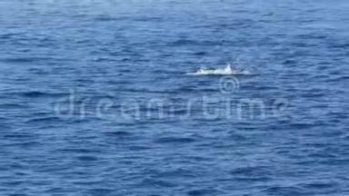 从船上观看，普通海豚吊舱在开放的水中鲸鱼观看旅游，南加州。 嬉戏跳跃