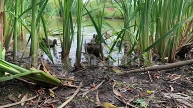 有趣的小可爱的小鸭子在<strong>芦苇丛</strong>之间奔跑，在池塘附近吃面包，低角度
