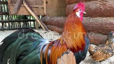 美丽而多彩的公鸡和一只母鸡在农场里走着，看着镜头靠近