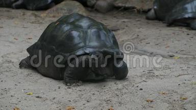 奥达布拉巨大的乌龟环顾奥达布拉切利斯吉甘特亚，马赫岛，塞舌尔。