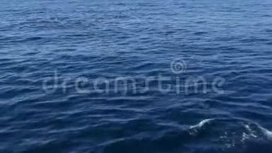 从船上<strong>观看</strong>，普通海豚吊舱在开放的水中鲸鱼<strong>观看</strong>旅游，南加州。 嬉戏跳跃