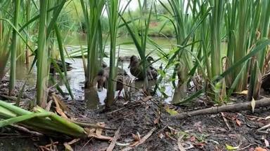 有趣的小可爱的小鸭子在芦苇丛之间奔跑，在池塘附近吃面包，低角度