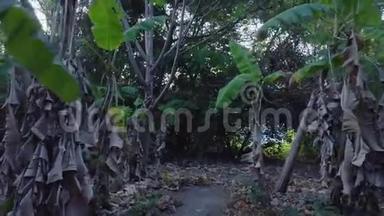 泰国普吉岛香蕉种植园
