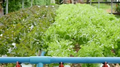 一排排生长在现代生态水培农场、花园床上的新鲜多汁植物。 健康、环保的概念