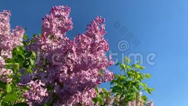 粉红色的丁香花在树枝上，绿叶随风在蓝天上移动
