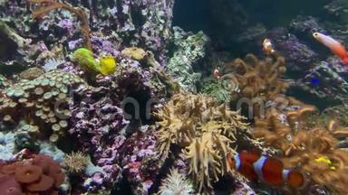 <strong>海底世界</strong>红海，五颜六色的珊瑚礁鱼，海葵和小丑鱼漂浮在海洋水族馆