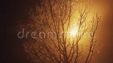 橙色的金光透过薄雾中的一棵树的光枝闪耀