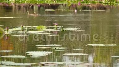 湖上的鸭子和睡莲，在阴郁的水中的粉红色莲花，反映了鸟类。 野生<strong>候鸟</strong>。 异国情调