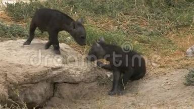 一只鬣狗幼崽在安博塞利玩耍