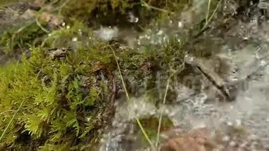 清澈的饮用水从森林泉水中倒下来，流经苔藓般的石头，天然<strong>水源</strong>
