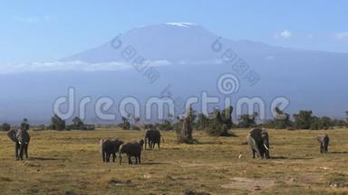远在安博塞利与乞力马扎罗山放牧的大象群