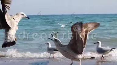 <strong>大</strong>白鸥走在海滨的沙地上。 海浪拍打着海岸