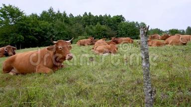 一群棕色的<strong>奶牛</strong>躺在一片绿色的<strong>牧场</strong>上。