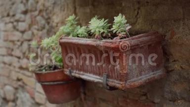 古石墙城上挂着绿色多汁的泥花壶——福