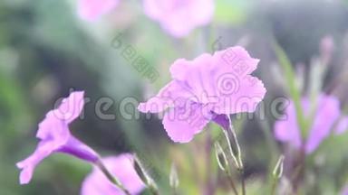 五颜六色的花朵，甜美的紫色水开葵或红茶，早晨用水滴绽放，日出时的倒影里