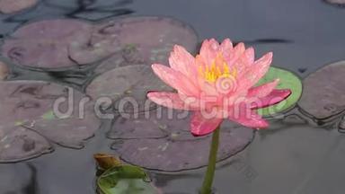 单瓣甜美的粉色百合莲花，池中滴着水珠盛开
