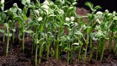 春季生长的植物在温室农业中<strong>萌发</strong>新生的粮食植物