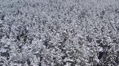 从上面的云杉和松树茂密的冬季森林的无人机景。 多云天气下美丽的冬季景观.. 树树
