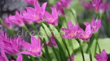 清新的粉红色雨百合田，五彩缤纷的甜美花朵绽放在大自然的花园里