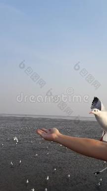 日出时海鸥群飞来飞去与游客嬉戏的视频