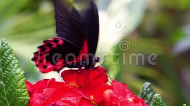 一只红色的猩红色摩门蝴蝶从一朵花中喝花蜜的宏观特写镜头，来自菲律宾、亚洲的热带昆虫物种