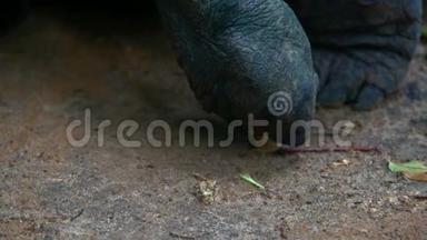 奥达布拉大龟奥达布拉切利斯吉甘特亚，马河岛，塞舌尔。 特写镜头。