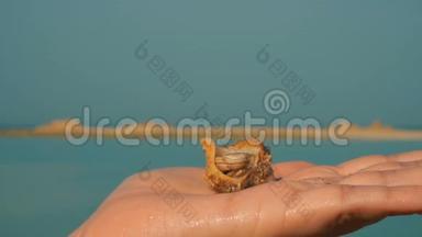 小隐士蟹在碧海背景下，在手掌上爬行