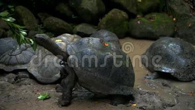 奥达布拉大龟浏览叶奥达布拉切利斯吉甘特亚，马河岛，塞舌尔。 特写镜头。