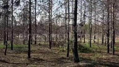 <strong>黑灰</strong>森林中松树的树干，乌克兰，赫森地区