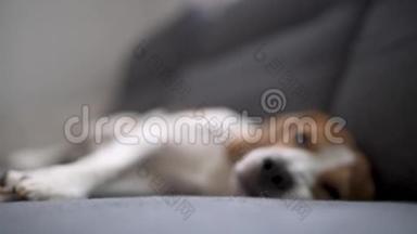 懒虫狗睡在客厅的沙发上。 有选择的焦点。 浅深的田野。